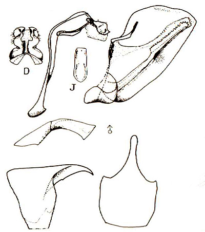 キアゲハのゲニタリア図