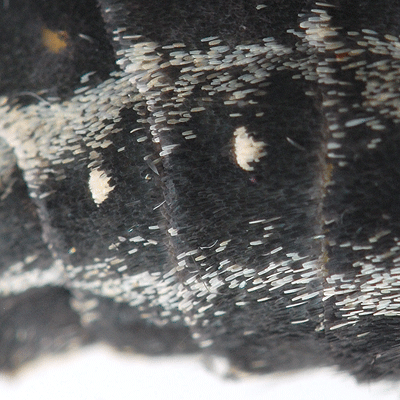 クロアゲハの体の鱗粉