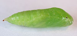 モフクセセリの蛹