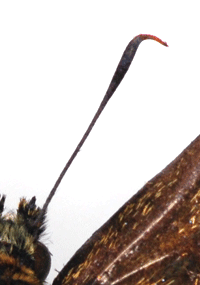 ミヤマチャバネセセリの触角