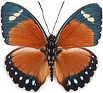 eleus