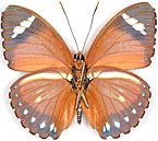 eleus