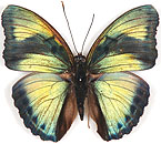 rezia