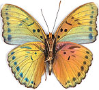 rezia