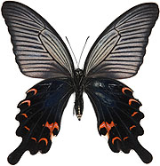 日本の蝶検索 黒い蝶