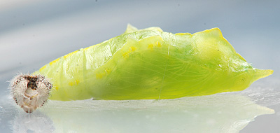 モンシロチョウの蛹