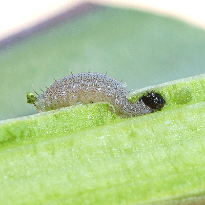 カリフォルニアオオセセリの幼虫