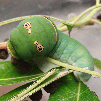 トラフアゲハの幼虫