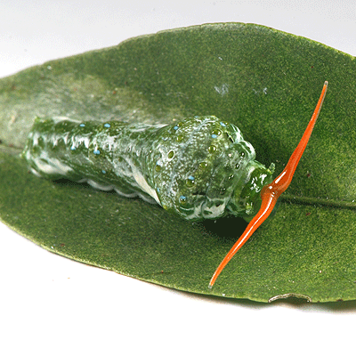 ナガサキアゲハの幼虫